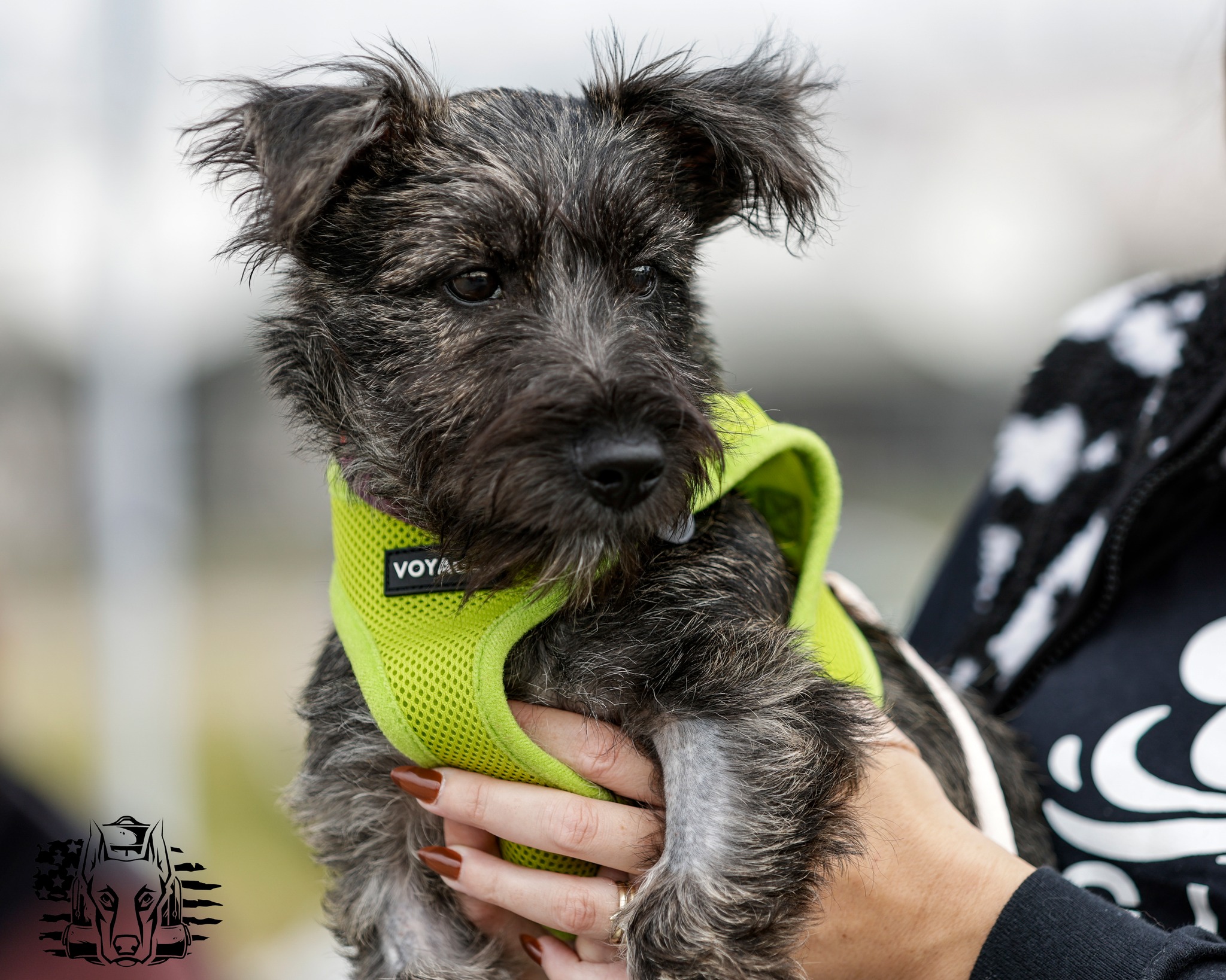 A service dog puppy with a handler at the event